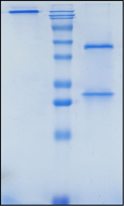 (Rilotumumab)Biosimilar Reference Antibody