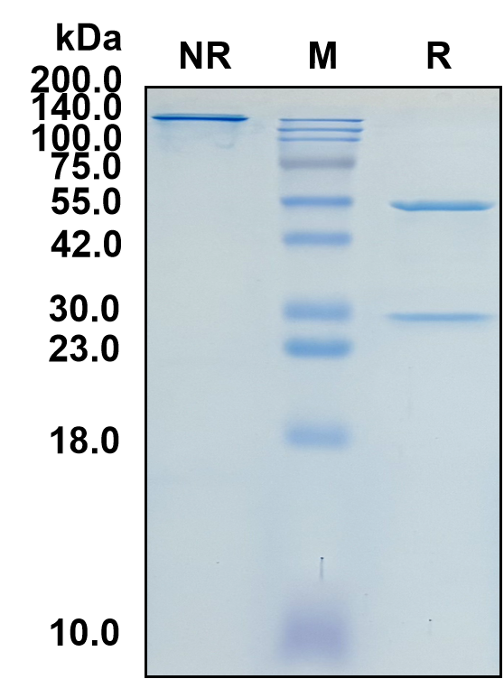 (Riltovetbart)Biosimilar Reference Antibody(IL31 (Canine))(CAS NO:2641479-65-2)