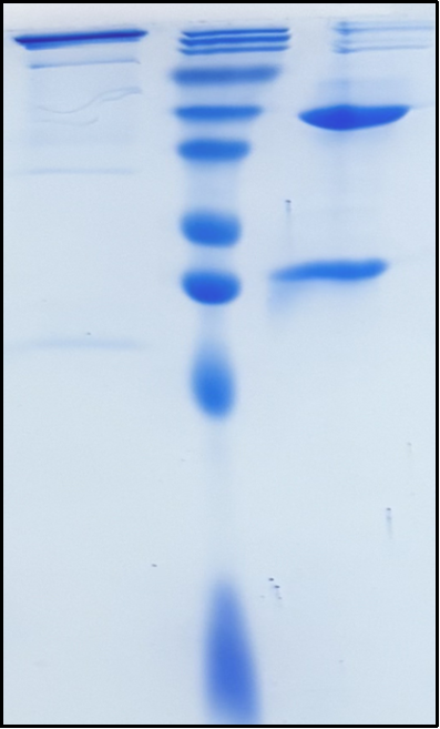 (Rituximab)Biosimilar Reference Antibody