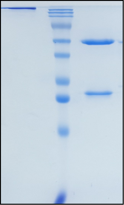 (Rocatinlimab)Biosimilar Reference Antibody