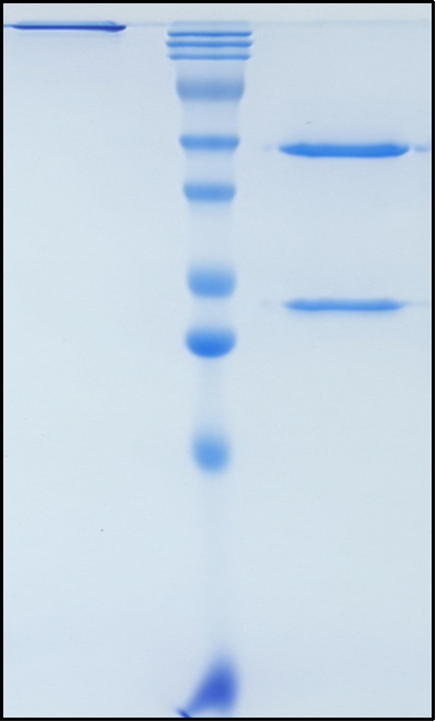 (Roconkibart)Biosimilar Reference Antibody