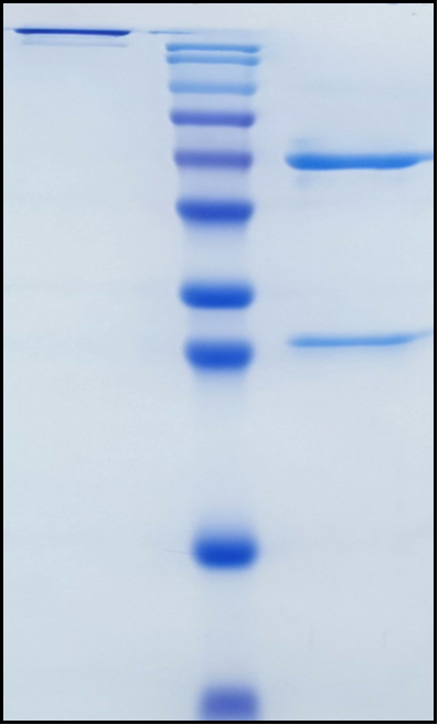 (Roledumab)Biosimilar Reference Antibody