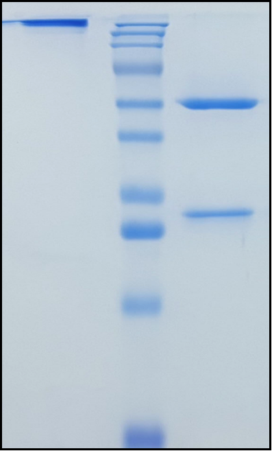 (Rolinsatamab)Biosimilar Reference Antibody