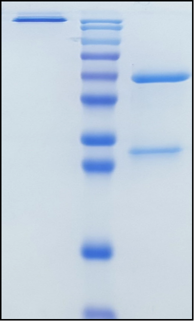 (Rosmantuzumab)Biosimilar Reference Antibody
