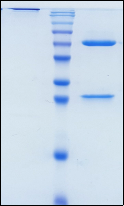 (Rosnilimab)Biosimilar Reference Antibody