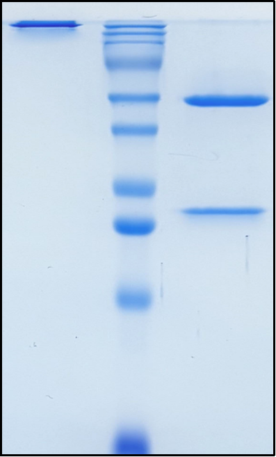 (Rovalpituzumab)Biosimilar Reference Antibody