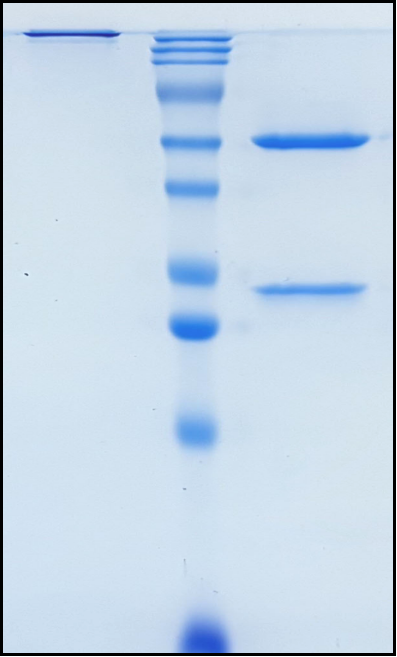 (Rovelizumab)Biosimilar Reference Antibody