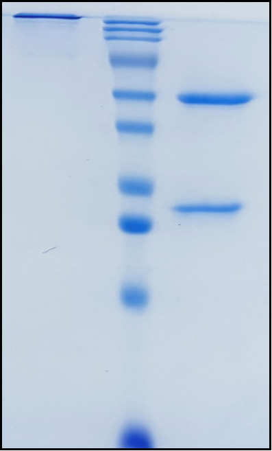 (Rozanolixizumab)Biosimilar Reference Antibody