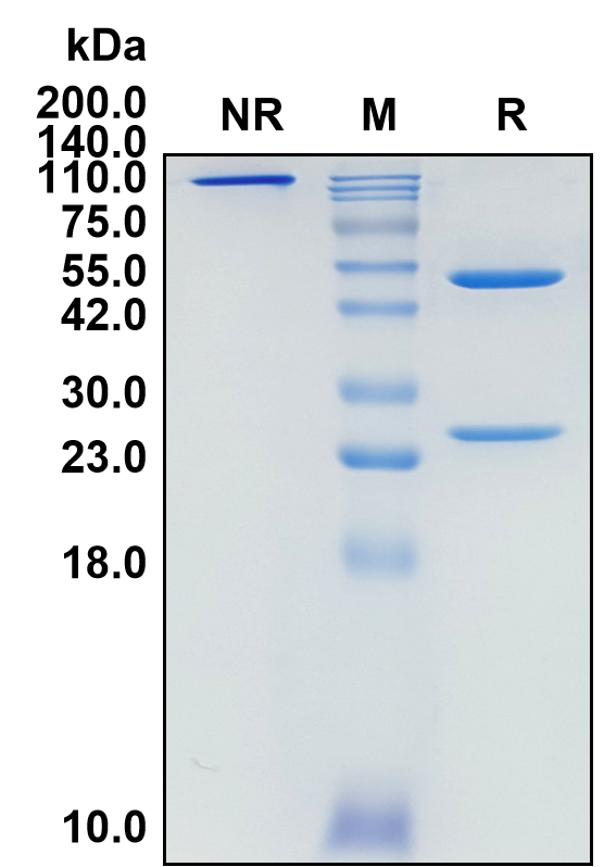 (Rozibafusp)Biosimilar Reference Antibody(ICOS/CD278)(CAS NO:2143449-47-0)