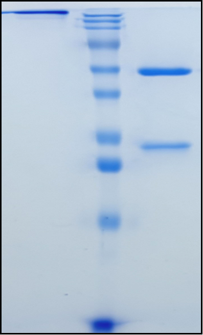 (Rulonilimab)Biosimilar Reference Antibody