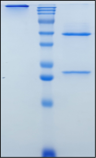 (Sabatolimab)Biosimilar Reference Antibody