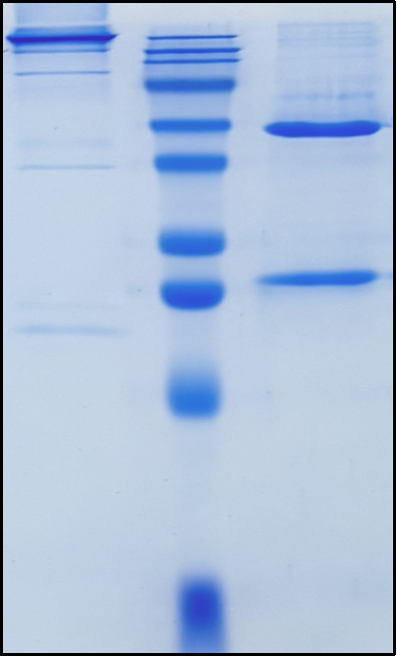 (Sacituzumab)Biosimilar Reference Antibody