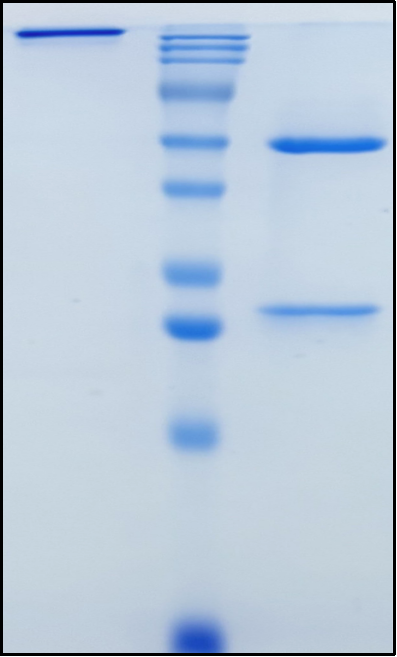 (Samrotamab)Biosimilar Reference Antibody