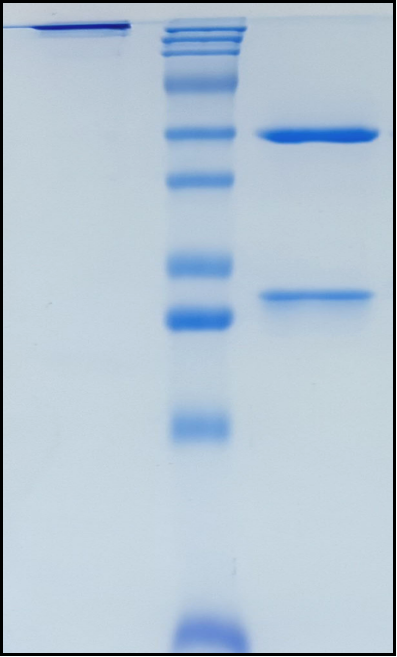 (Sarilumab)Biosimilar Reference Antibody