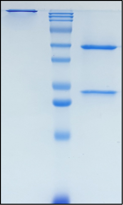 (Sasanlimab)Biosimilar Reference Antibody