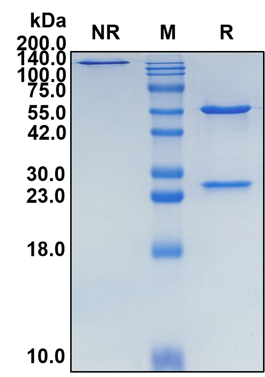 (Selicrelumab)Biosimilar Reference Antibody(TNFRSF5/CD40)(CAS NO:1622140-49-1)