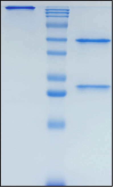 (Semorinemab)Biosimilar Reference Antibody
