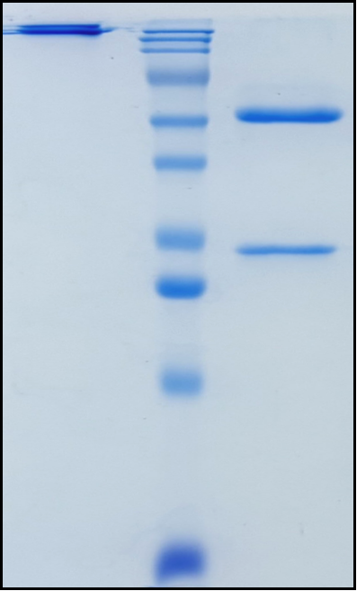 (Semzuvolimab)Biosimilar Reference Antibody