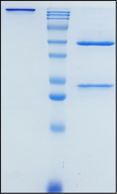 (Seniprutug)Biosimilar Reference Antibody