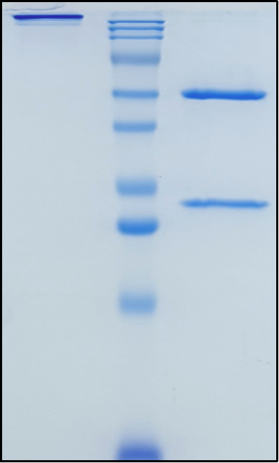 (Setoxaximab)Biosimilar Reference Antibody