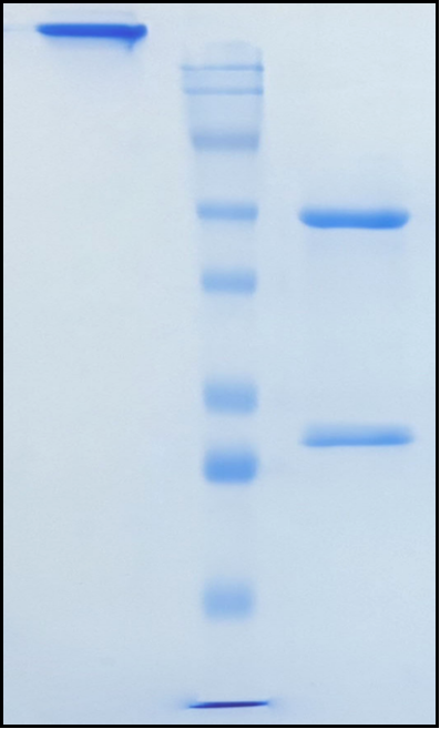 (Sifalimumab)Biosimilar Reference Antibody