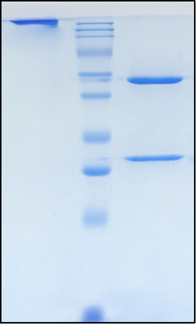 (Sigvotatug)Biosimilar Reference Antibody