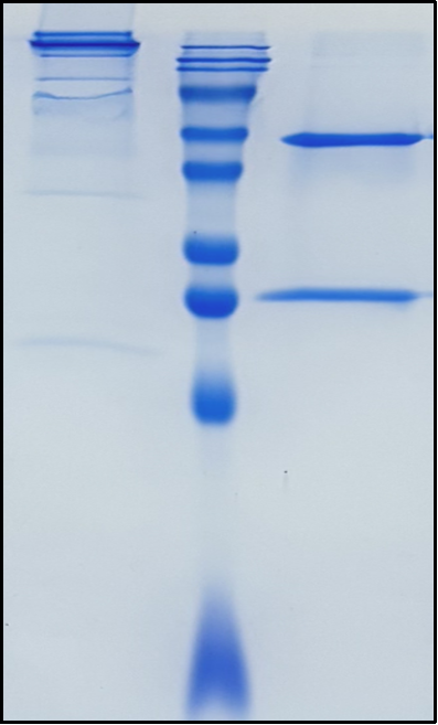 (Siltuximab)Biosimilar Reference Antibody