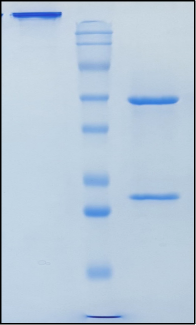 (Simlukafusp)Biosimilar Reference Antibody