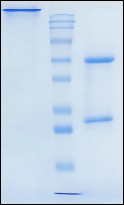 (Sirexatamab)Biosimilar Reference Antibody