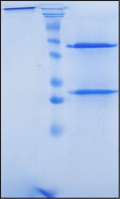 (Sirtratumab)Biosimilar Reference Antibody