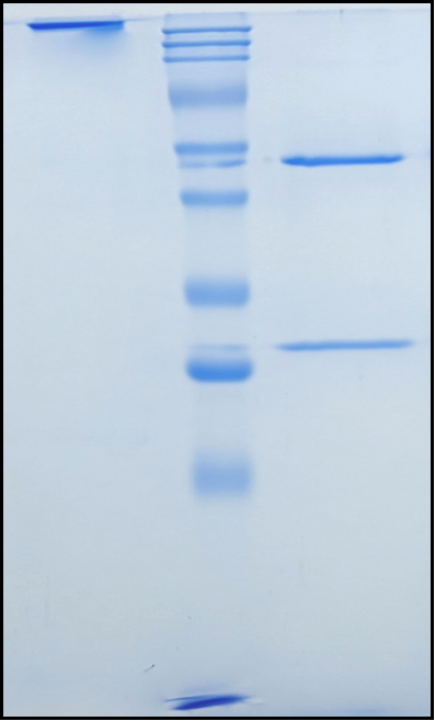 (Sirukumab)Biosimilar Reference Antibody