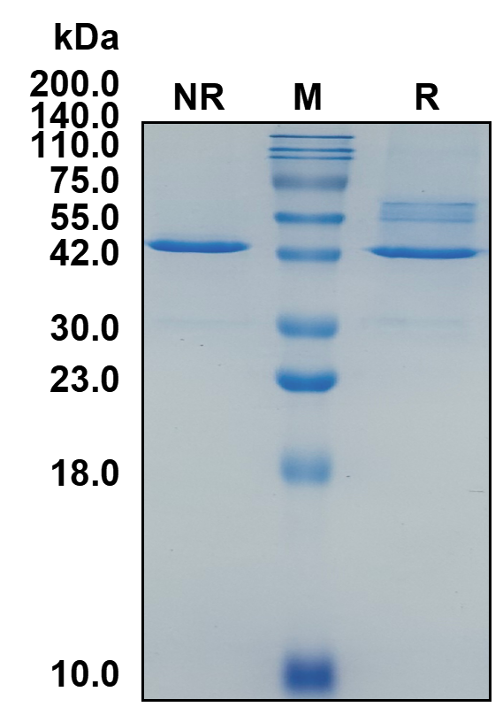(Sonelokimab)Biosimilar Reference Antibody(IL17F)(CAS NO:1414386-05-2)