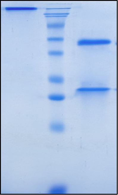 (Sotevtamab)Biosimilar Reference Antibody