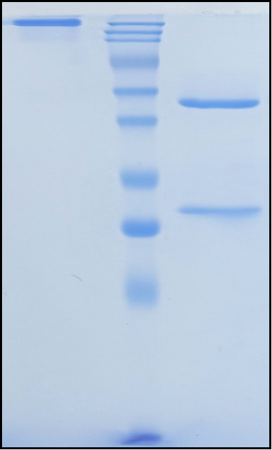 (Sotigalimab)Biosimilar Reference Antibody