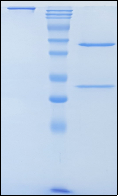 (Spartalizumab)Biosimilar Reference Antibody