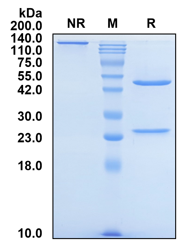 (Spesolimab)Biosimilar Reference Antibody
