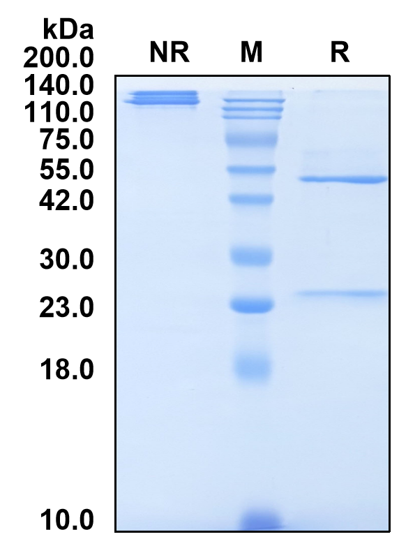 (Stamulumab)Biosimilar Reference Antibody