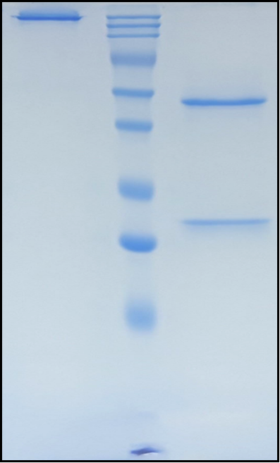 (Sugemalimab)Biosimilar Reference Antibody