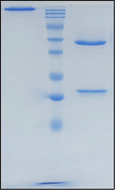 (Suptavumab)Biosimilar Reference Antibody