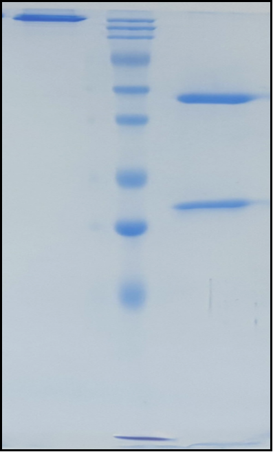 (Surzebiclimab)Biosimilar Reference Antibody