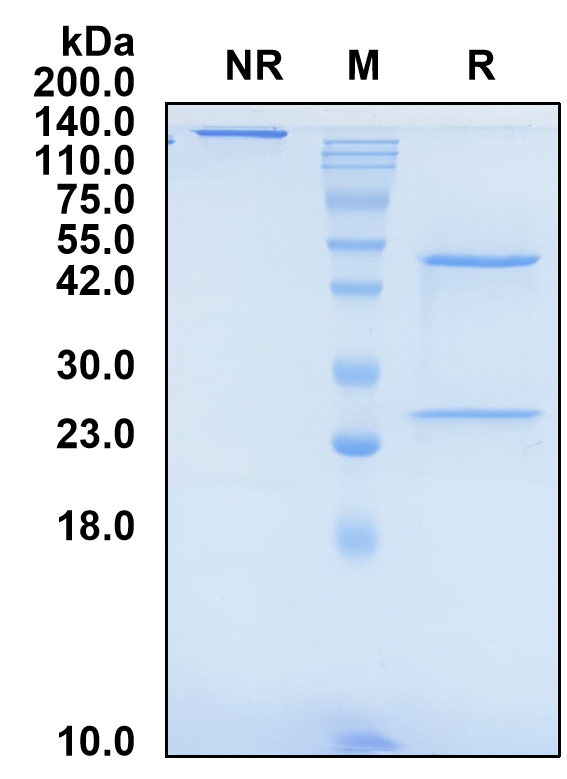 (Suvemcitug)Biosimilar Reference Antibody