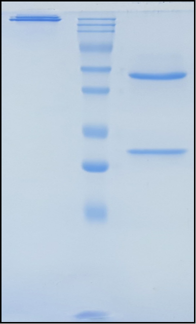 (Suvizumab)Biosimilar Reference Antibody