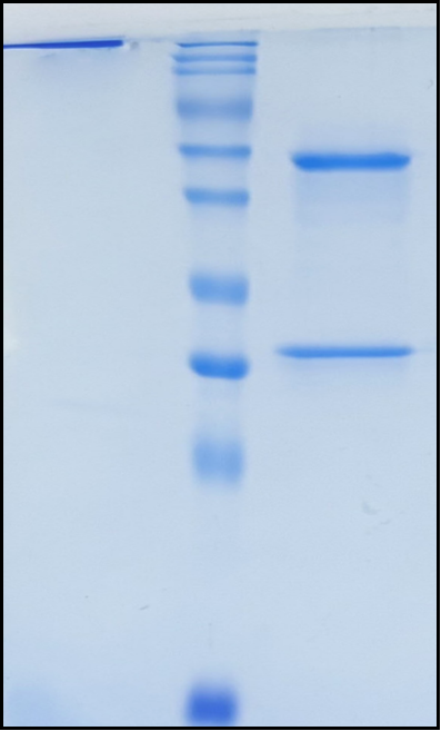 (Tabituximab)Biosimilar Reference Antibody