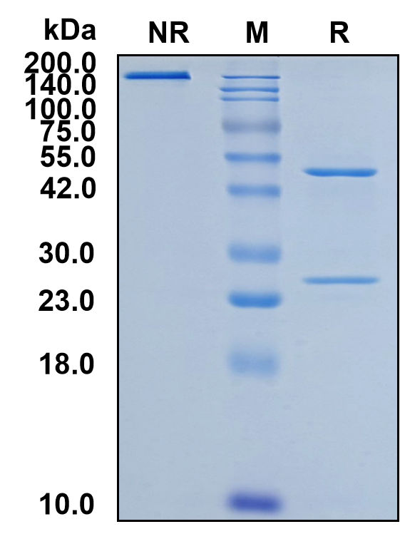 (Tafasitamab)Biosimilar Reference Antibody(CD19)(CAS NO:1422527-84-1)