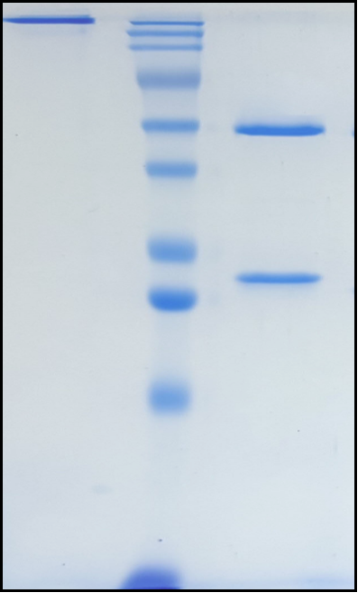 (Tafolecimab)Biosimilar Reference Antibody