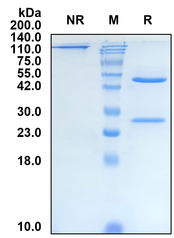 (Tagitanlimab)Biosimilar Reference Antibody