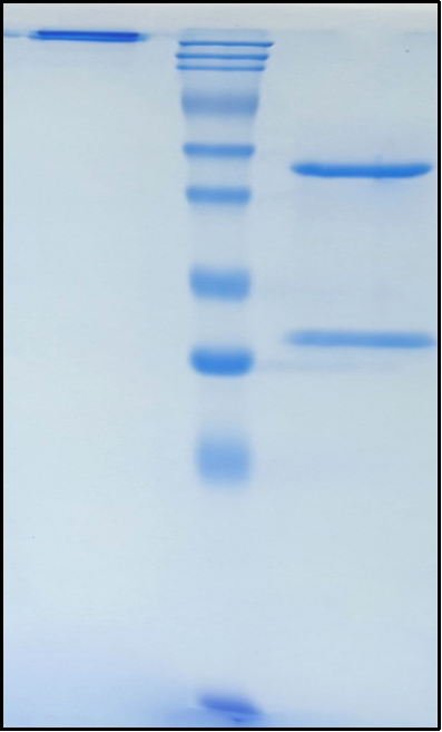 (Talizumab)Biosimilar Reference Antibody