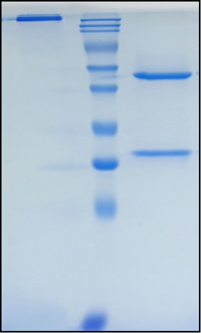 (Tamgiblimab)Biosimilar Reference Antibody