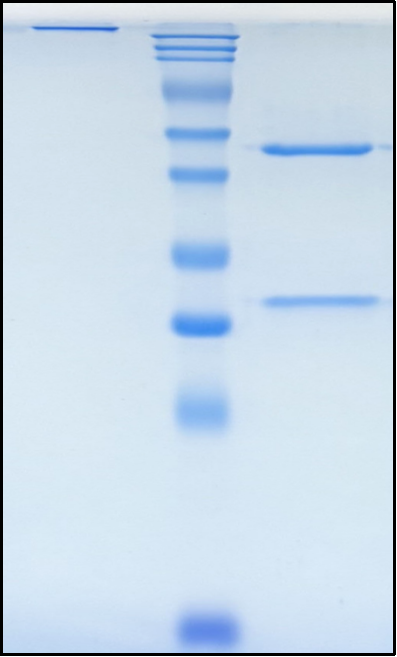(Tamrintamab)Biosimilar Reference Antibody
