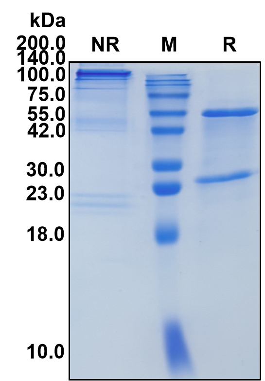 (Tavolimab)Biosimilar Reference Antibody